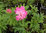 Paeonia lactiflora 'Barbara' KIINANPIONI 13 cm ruukku