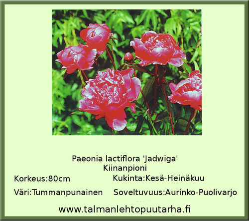 Paeonia lactiflora 'Jadwiga' KIINANPIONI 13 cm ruukku