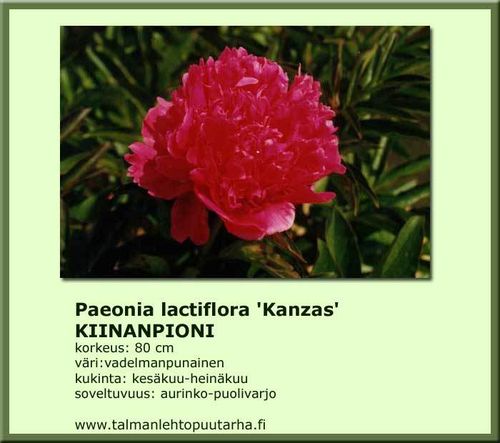 Paeonia lactiflora 'Kanzas' KIINANPIONI 13 cm ruukku