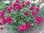 Paeonia lactiflora 'Karl Rosenfield' KIINANPIONI pinkki