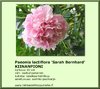 Paeonia lactiflora ' Sarah Bernhardt' KIINANPIONI 13 cm ruukku