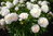 Paeonia lactiflora 'Shirley Temple' KIINANPIONI