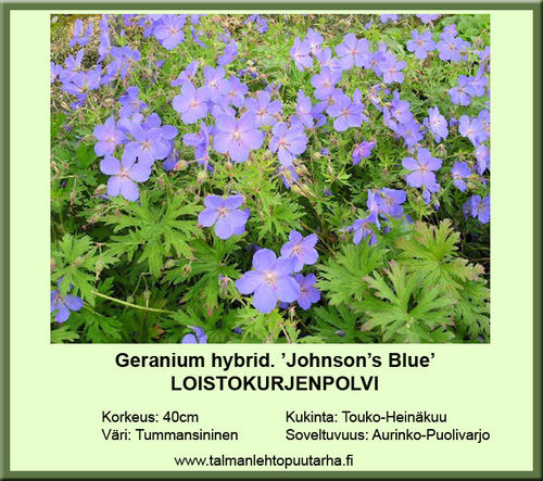 Geranium hybrid 'Johnson's Blue' LOISTOKURJENPOLVI 11 cm ruukku