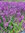 Loistosalvia Salvia x sylvestris 'Rosakönigin' pun