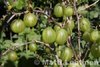 Karviainen Ribes Uva-Crispa Hinnonmäen keltainen