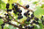 Mustaherukka Ribes nigrum Marski