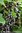 Mustaherukka Ribes nigrum Pohjantähti