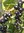 Perheherukka Ribes nigrum (valko, puna, musta)