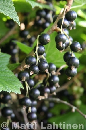 Mustaherukka Ribes nigrum Öjeby