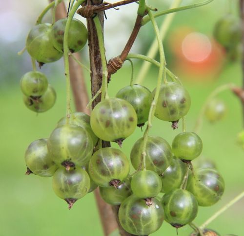 Viherherukka Ribes nigrum Venny