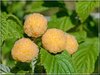 Vadelma Rubus idaeus Golden Queen keltainen marja