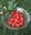 Vadelma Rubus idaeus Maurin makea