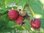 Vadelma Rubus idaeus Ottawa