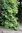 Köynnöshortensia Hydrangea anomala ssp.petiolaris 40-50