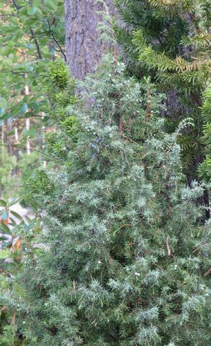 Pilarikataja Juniperus communis Norrback 80-100 cm