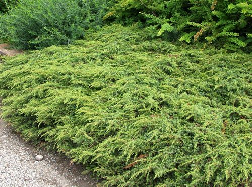 Kääpiökataja Juniperus communis Repanda 30-40 cm
