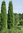 Pilarikataja Juniperus communis Suecica 80-100 cm