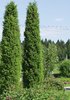Pilarikataja Juniperus communis Suecica 120-140 cm