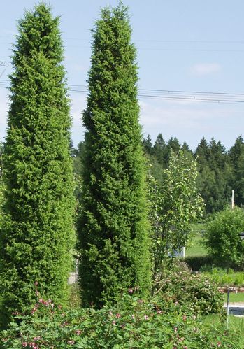 Pilarikataja Juniperus communis Suecica 160-180 cm