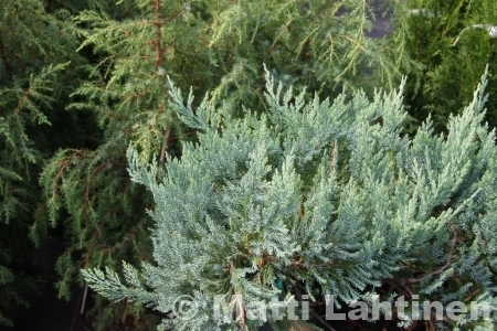 Sinilaakakataja Juniperus horizontalis Blue Chip 30-40 cm