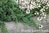 Sinilaakakataja Juniperus horizontalis Glauca 30-40 cm