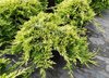 Keltalaakakataja Juniperus horizontalis Golden Carpet 25-30 cm