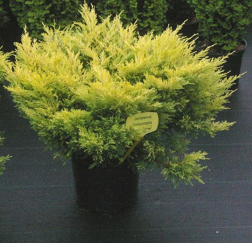 Keltalaakakataja Juniperus horizontalis Lime Glow 30-40 cm