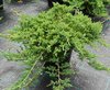 Harokataja Juniperus procumbens Nana 30-40 cm