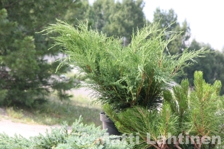 Rohtokataja Juniperus Sabina 30-40 cm