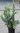 Sinikataja Juniperus squamata Blue Compact 30-40 cm