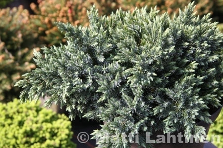 Kääpiösinikataja Juniperus squamata Blue Star 15-20 cm