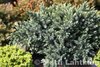 Kääpiösinikataja Juniperus squamata Blue Star 20-25