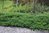 Tarhakataja Juniperus x pfitzeriana Mint Julep 30-40 cm