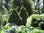 Kartiovalkokuusi Picea glauca Conica 40-50 cm