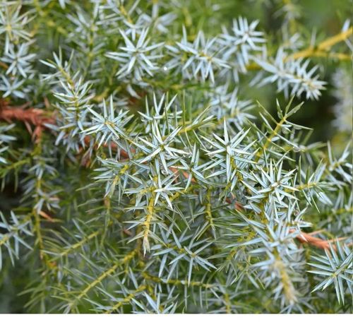 Kiinankataja Juniperus chinensis Blue Alps 25-30 cm