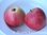 Omenapuu Malus domestica Uslada SYYS hillittykasvuinen 150-