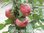 Omenapuu Malus domestica Huvitus KESÄ 150-
