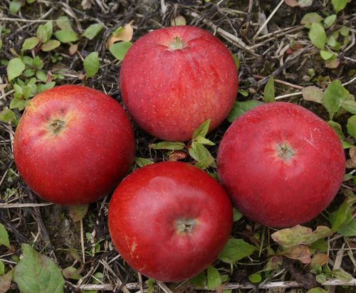 Omenapuu Malus domestica Punaposki  KESÄ 150-