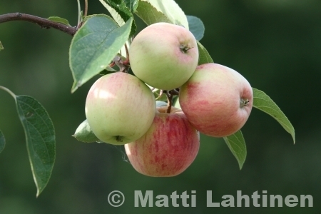 Omenapuu Malus domestica Sokerimiron KESÄ 150-