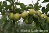 Omenapuu Malus domestica Valkeakuulas  KESÄ 150-