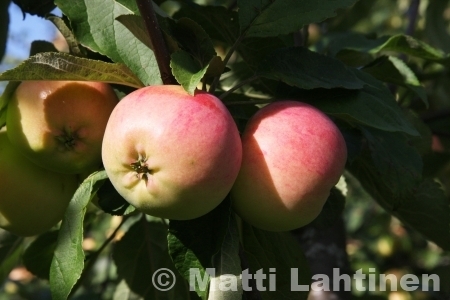 Omenapuu Malus domestica Keltakaneli  SYYS  150-