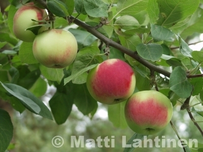 Omenapuu Malus domestica Punainen melba  SYYS  150-