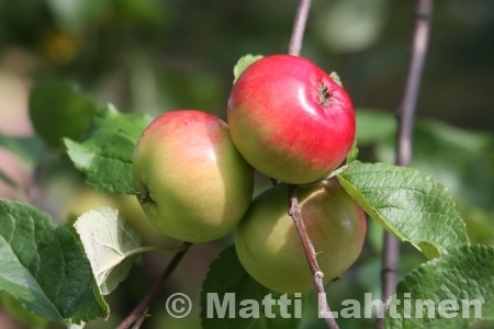 Omenapuu Malus domestica Punakaneli  SYYS 150-