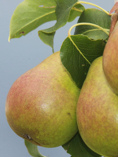 Päärynä  Pyrus communis perhepäärynäpuu lajikkeet vaihtelevat. 150-