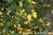 Siperianhernepensas Caragana arborescens 3 l