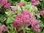 Ruusuangervo Spiraea japonica Froebelii 1,5 l