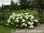 Pallohortensia Hydrangea arborescens Annabelle 3 l