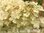 Syyshortensia Hydrangea paniculata Grandiflora 3 l