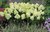 Syyshortensia Hydrangea paniculata Limelight 3 l