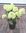 Pikkuhortensia Hydrangea paniculata LittleLime 3 l